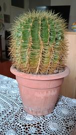 PIANTA grassa DI ECHINOCACTUS GRUSONII 