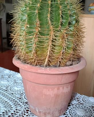 PIANTA grassa DI ECHINOCACTUS GRUSONII 
