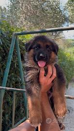 Cuccioli di pastore tedesco con pedigree enci