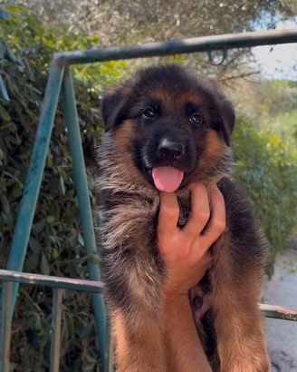 Cuccioli di pastore tedesco con pedigree enci