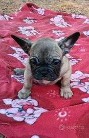 Bulldog francese esotico