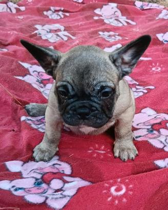 Bulldog francese esotico