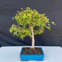 Bonsai di acero e carpino