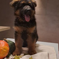 Cuccioli pastore tedesco