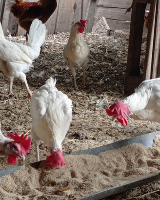 Galline livornese