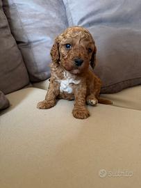 Contatto Solo se interessati prezzo in privato