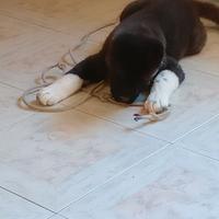 Cuccioli akita americano