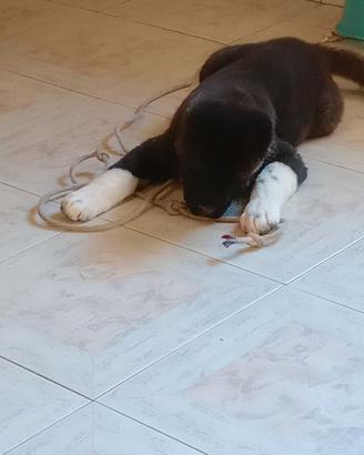 Cuccioli akita americano