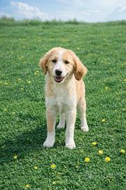 Cucciola simil breton