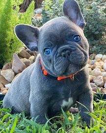 Bulldog francese blu