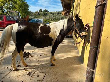 Pony