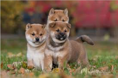 Shiba inu