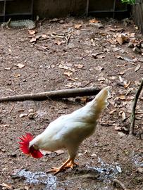 Gallo Livornese