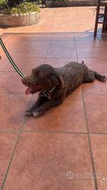 Lagotto romagnolo
