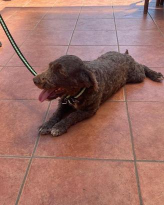 Lagotto romagnolo
