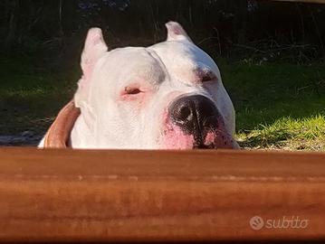 Cuccioli Dogo Argentino