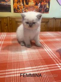 Cuccioli Scottish lilac point