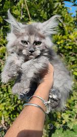 cuccioli di Maine Coon 