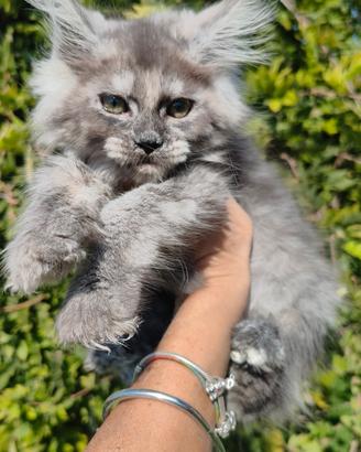cuccioli di Maine Coon 
