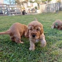 Cuccioli di Cocker Spaniel Inglese
