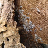 Isopodi leawis dalmatian