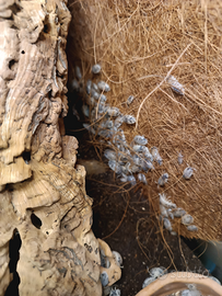 Isopodi leawis dalmatian