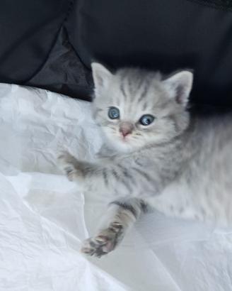 Cuccioli Scottish