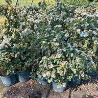 SVENDITA TOTALE Piante vivaio