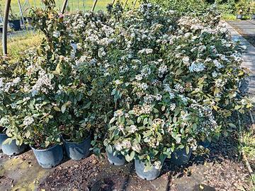 SVENDITA TOTALE Piante vivaio