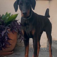 Dobermann di Razza - 9 Mesi