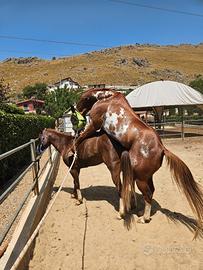 Cavalla quarab