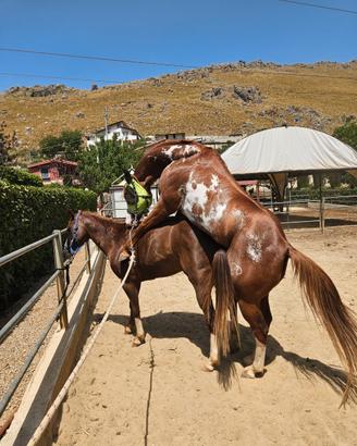 Cavalla quarab