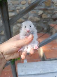 Criceto dorato (cuccioli)