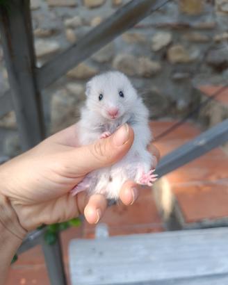 Criceto dorato (cuccioli)