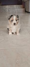 Cucciola pastore australiano