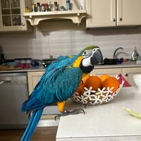 Pappagallo Ara Ararauna