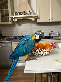 Pappagallo Ara Ararauna