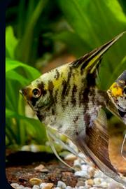 Pesce scalare Tiger
