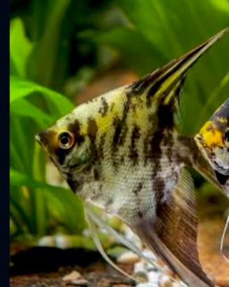 Pesce scalare Tiger