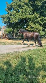 Gypsy vanner