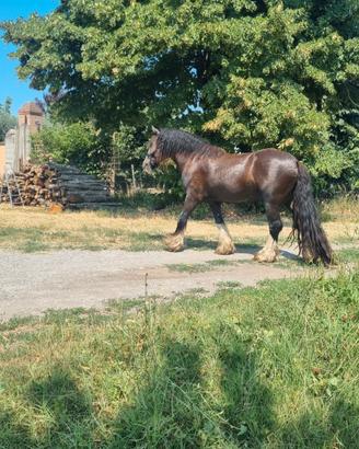 Gypsy vanner