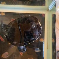 Tartaruga d'acqua dolce solo persone referenziate