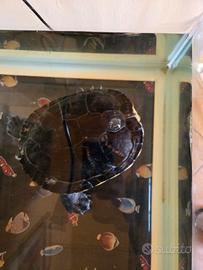 Tartaruga d'acqua dolce solo persone referenziate