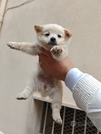 Volpino di Pomerania e chiwawa