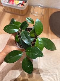 hoya carnosa