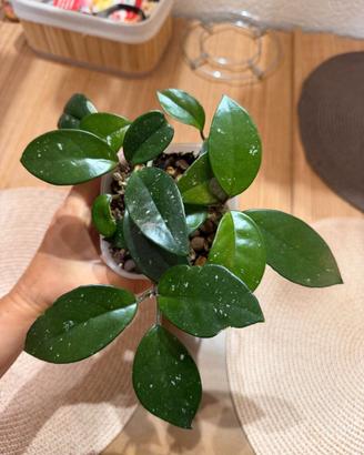 hoya carnosa