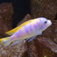 Metriaclima Mbenji OB/MC - Ciclidi Malawi