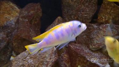 Metriaclima Mbenji OB/MC - Ciclidi Malawi