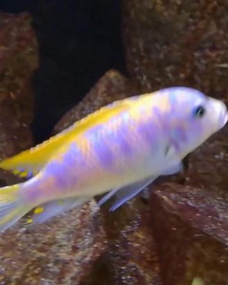 Metriaclima Mbenji OB/MC - Ciclidi Malawi
