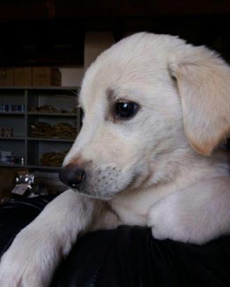 Cuccioli di mix labrador